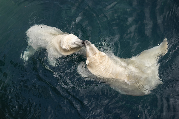 Image de «Les ours blancs en vedette».